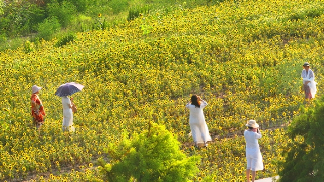 啟東濱江向日葵花田成“打卡”地